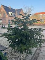 Gratis Dennenboom incl. Pot, Halfschaduw, Overige soorten, 100 tot 250 cm, Ophalen