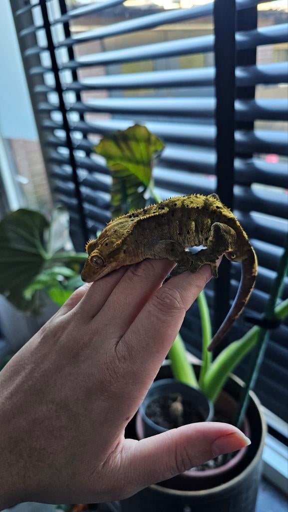 Wimpergekko man olive kweekman, Dieren en Toebehoren, Hagedis, Tam, 3 tot 6 jaar