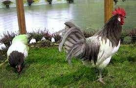 broedeieren Blauwe lakenvelders, Geslacht onbekend, Kip