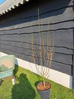 Krentenstruik krentenboom Amelanchier, Tuin en Terras, Planten | Bomen, Bloeit niet, Overige soorten, 100 tot 250 cm, Ophalen