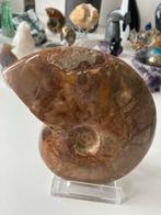 Ammoniet fossiel, Verzamelen, Mineralen en Fossielen, Ophalen of Verzenden, Fossiel