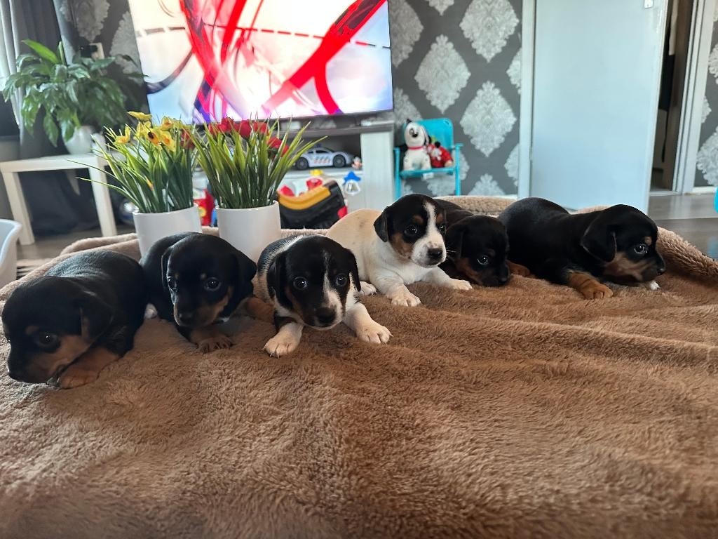 Dwergpincher X Jack Russel Puppy's, Dieren en Toebehoren, Honden | Jack Russells en Terriërs, Parvo, Jack Russell Terriër, 8 tot 15 weken