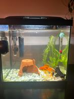 Aquarium met twee goudvissen en uitrusting, Ophalen, Zo goed als nieuw, Gevuld zoetwateraquarium