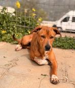 HzH-ANANDA, lief meisje wil ook zo graag een eigen plekje, Particulier, 15 weken tot 1 jaar, Buitenland, Teef