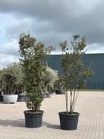 Meerstammige steeneiken / Quercus ilex 250 cm+, Bloeit niet, Overige soorten, 250 tot 400 cm, Ophalen