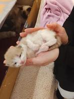 Prachtige Ragdoll kittens Toverballen in unieke kleuren, Meerdere dieren, Ontwormd, 0 tot 2 jaar