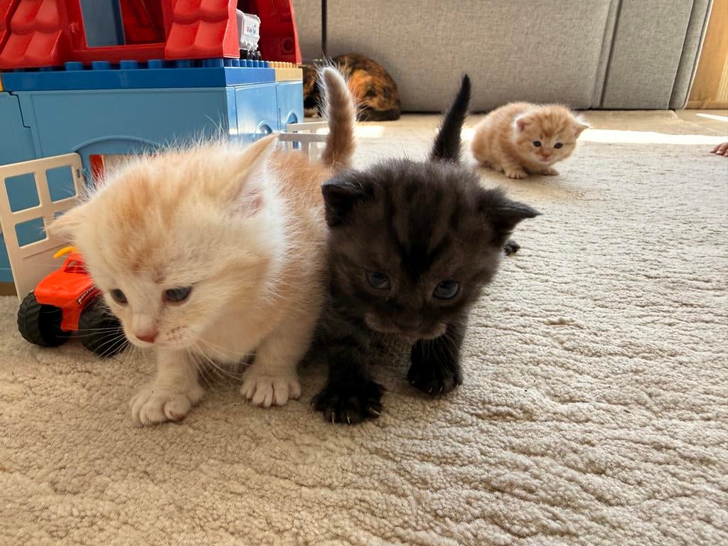 Kittens Britse/Europese korthaar mix - LAATSTE 2, Meerdere dieren, Ontwormd, 0 tot 2 jaar