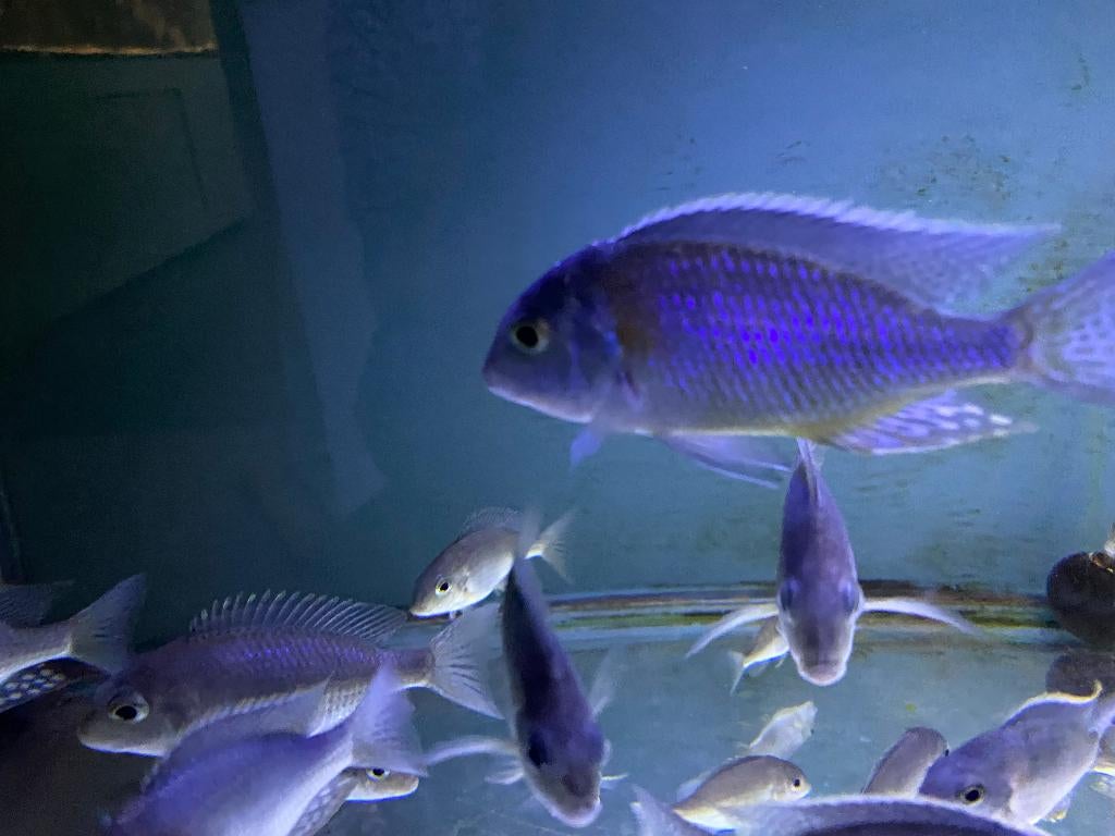 Lethrinops spec. Mbasi (Rainbow), Ophalen, Nieuw, Overige typen