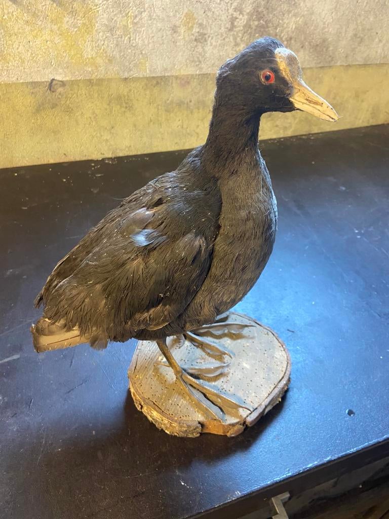 Opgezette Meerkoet vogel, Verzamelen, Dierenverzamelingen, Ophalen of Verzenden, Gebruikt, Vogel, Opgezet dier