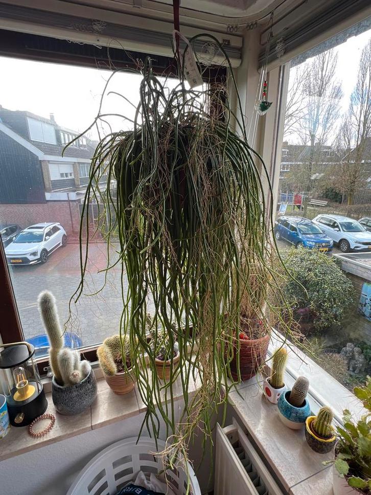 Grote hangende Rhipsalis cactus/vetplant, Huis en Inrichting, Kamerplanten, Cactus, Minder dan 100 cm, Groene kamerplant, Halfschaduw