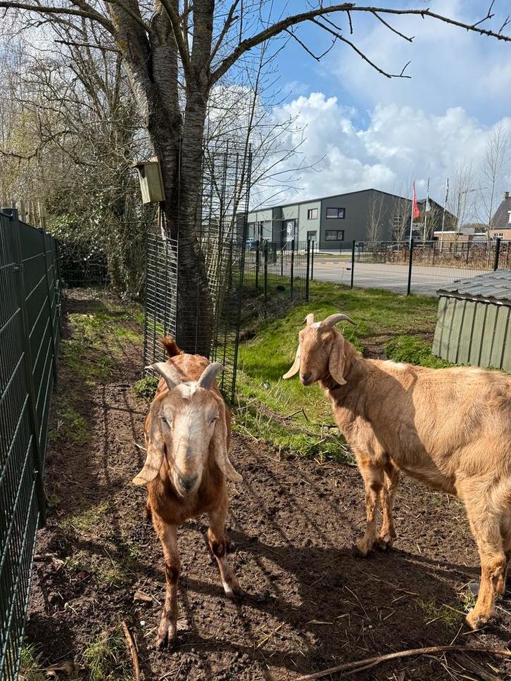 2 nubische geiten, Dieren en Toebehoren, Schapen, Geiten en Varkens, Geit, Meerdere dieren, 3 tot 5 jaar