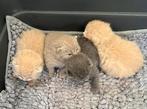 Britse Korthaar Kitten, Dieren en Toebehoren, Kater, Ontwormd, 0 tot 2 jaar