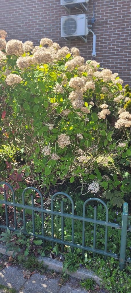 Gratis Hortensia afhalen, Vaste plant, Halfschaduw, Zomer, Ophalen