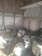 14 drachtige ooien van 2025, Dieren en Toebehoren, Vrouwelijk, Schaap