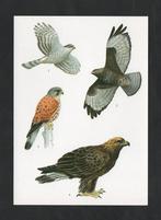 Roofvogels Sperwer Buizerd Torenvalk Steenarend., Ophalen of Verzenden, 1980 tot heden, Ongelopen, Vogel