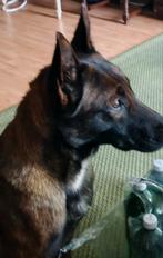 Belgische Herder, België, Particulier, Reu, 1 tot 2 jaar