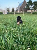 Raszuiver langhaar duitse herder reutje met stamboom., Parvo, 8 tot 15 weken, Meerdere, Meerdere dieren