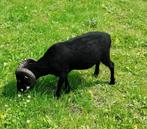 Ouessant schaap, Mannelijk, Schaap, 0 tot 2 jaar