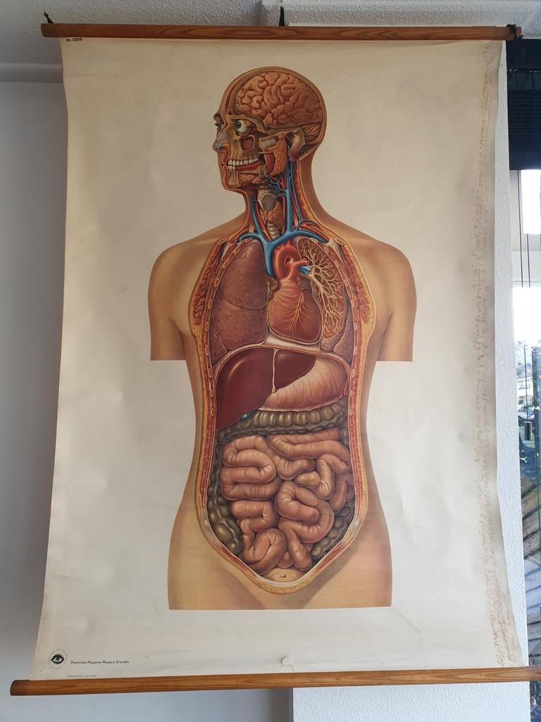 Vintage anatomische schoolplaat, Ophalen of Verzenden, Natuur en Biologie