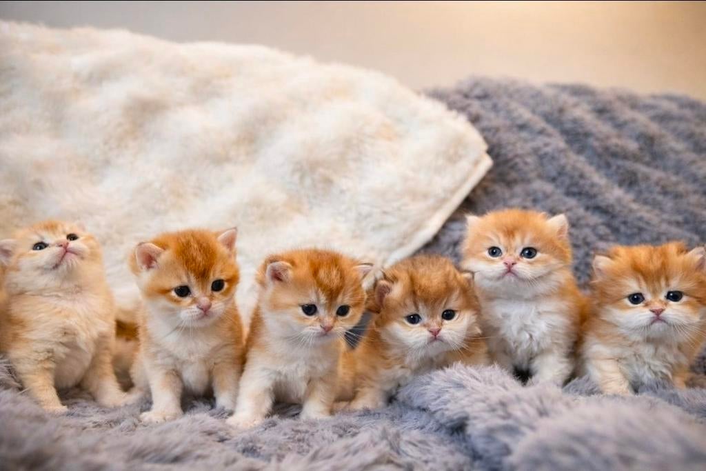 Britse korthaar/ langhaar kitten (Golden Shaded), Meerdere dieren, Ontwormd