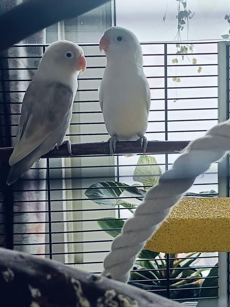 2 agapornissen roseicolis, Geslacht onbekend, Dwergpapegaai of Agapornis