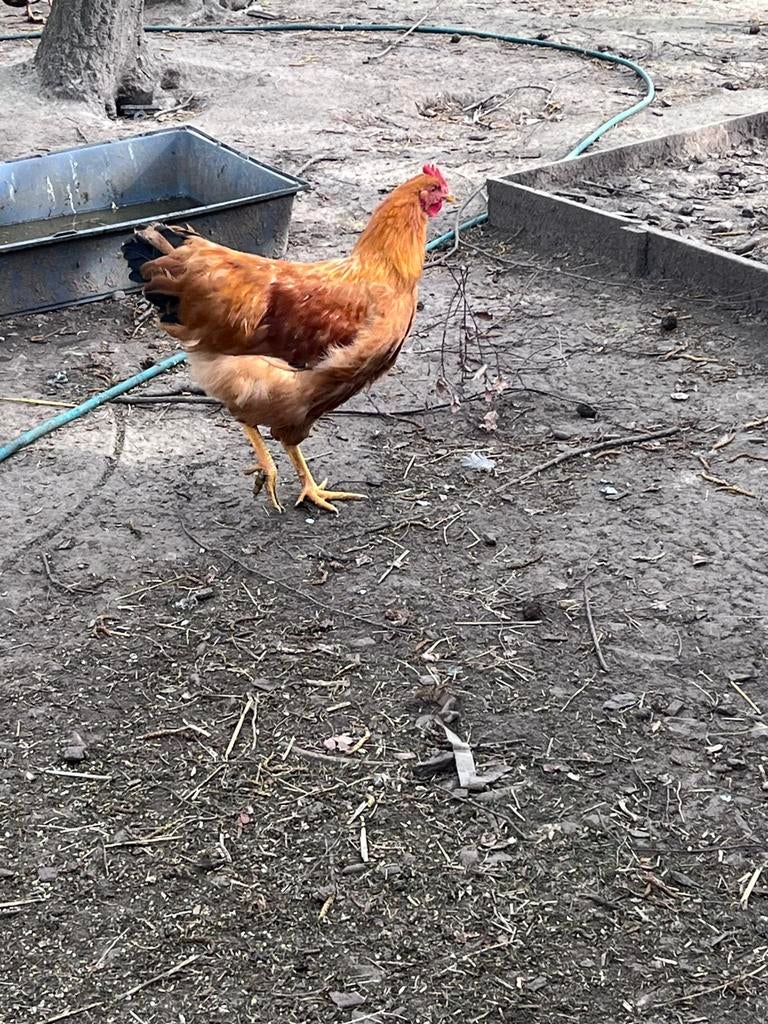 new Hampshire hanen, Dieren en Toebehoren, Mannelijk, Kip