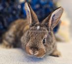 De ECHTE Duitse reuzen Rambo junior bloedlijn., Meerdere dieren, Groot, 0 tot 2 jaar