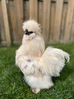 Tamme zijdehoen haan, Dieren en Toebehoren, Pluimvee, Mannelijk, Kip