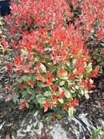 Photinia Carre Rouge, de mooiste roodste Glansmispel, Ophalen, Overige soorten, Haag, Minder dan 100 cm