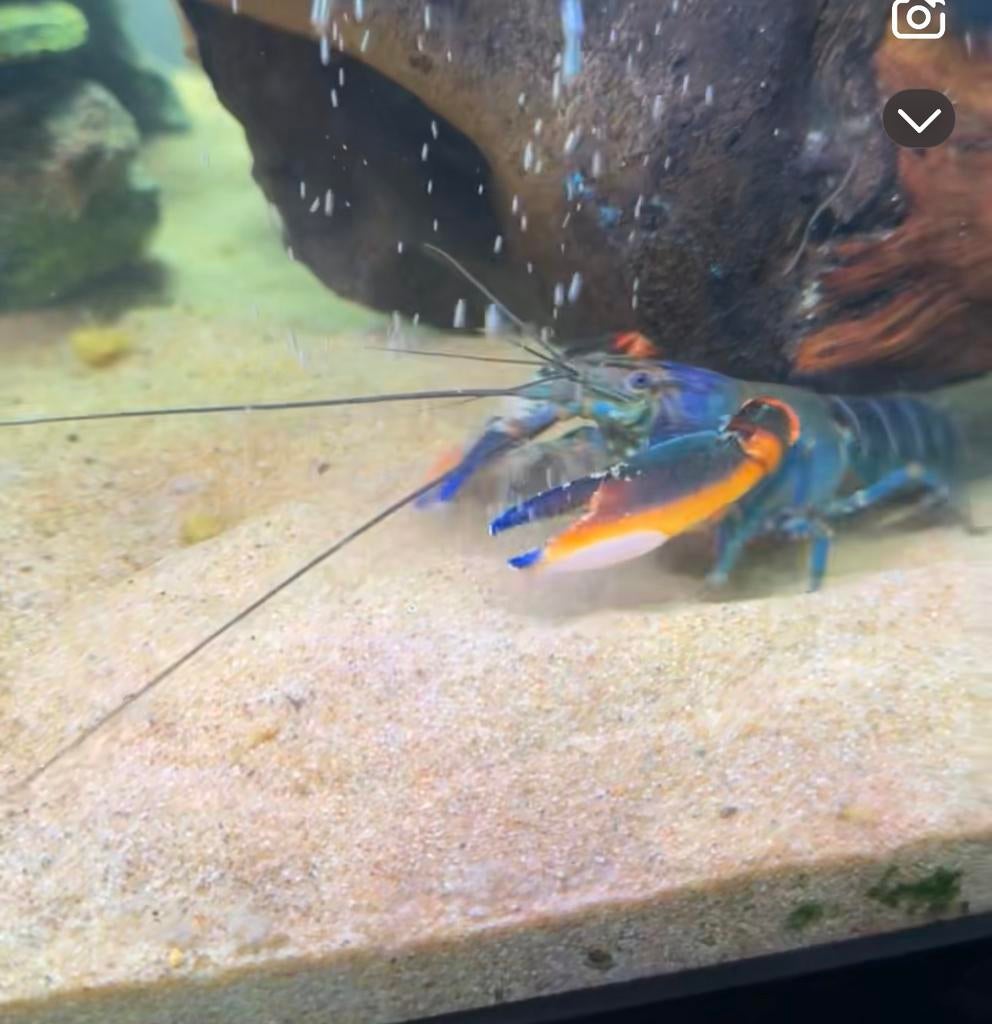 cherax kreeften Lees advertentie, Vis