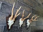 3 Prachtige Ree Geweien samen € 29 jacht hut mancave g33, Ophalen of Verzenden, Zo goed als nieuw, Hert, Gewei of Kop