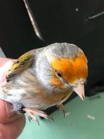 Putter bastaarden, Meerdere dieren, Wildzangvogel, Geringd