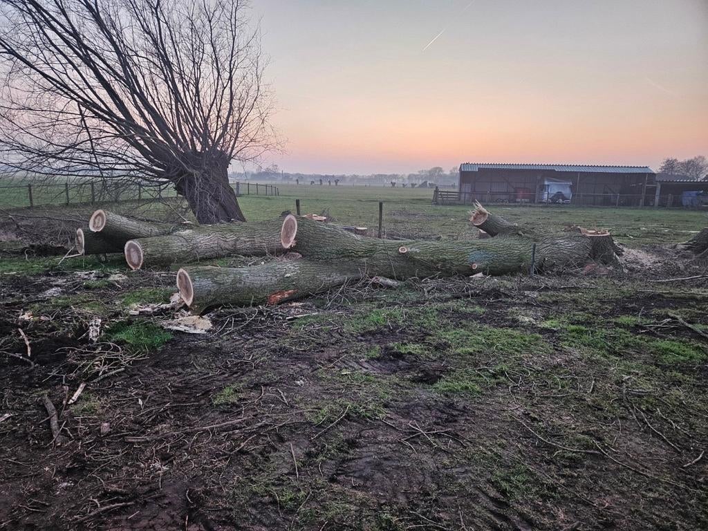 Wilgenhout te koop, 6 m³ of meer, Ophalen, Overige houtsoorten, Blokken