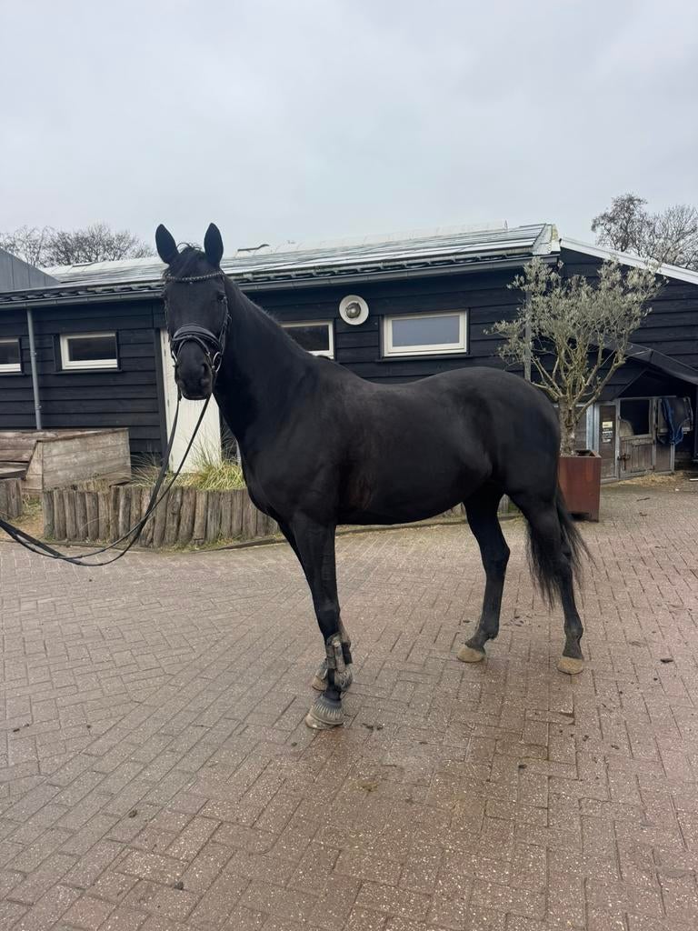 Lieve en talentvolle 7 jarige Glamourdale merrie, Merrie, Met stamboom, M, Dressuurpaard