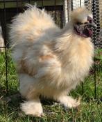 Zijdehoen, Mannelijk, Kip