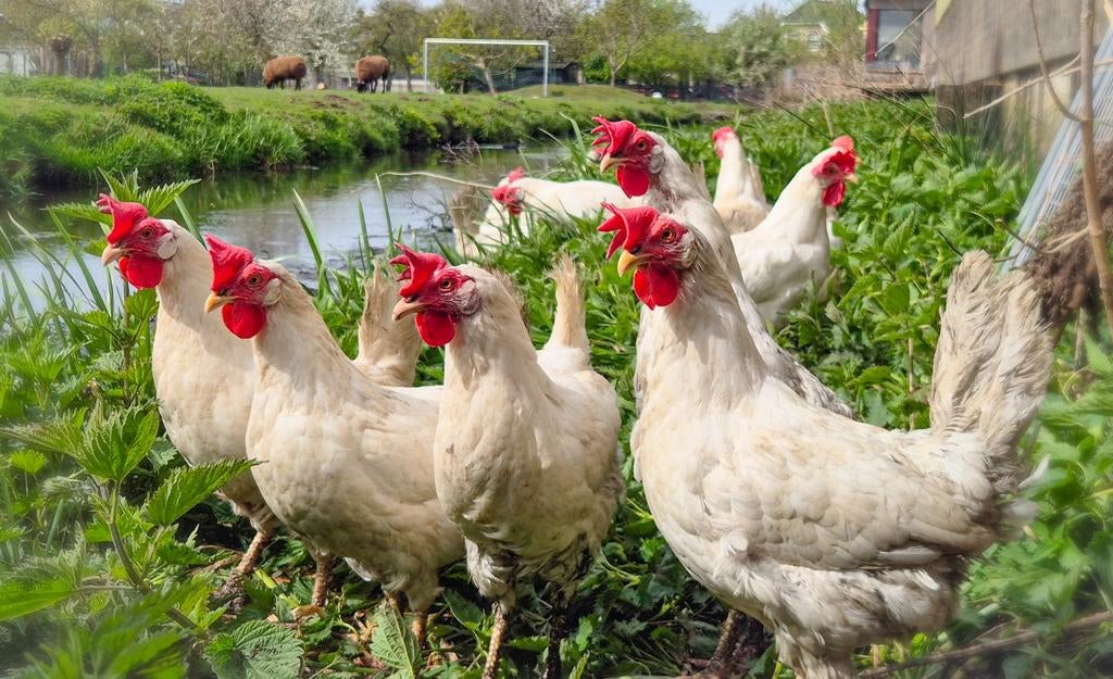 Witte leghorn hennen te koop!, Dieren en Toebehoren, Pluimvee, Vrouwelijk, Kip