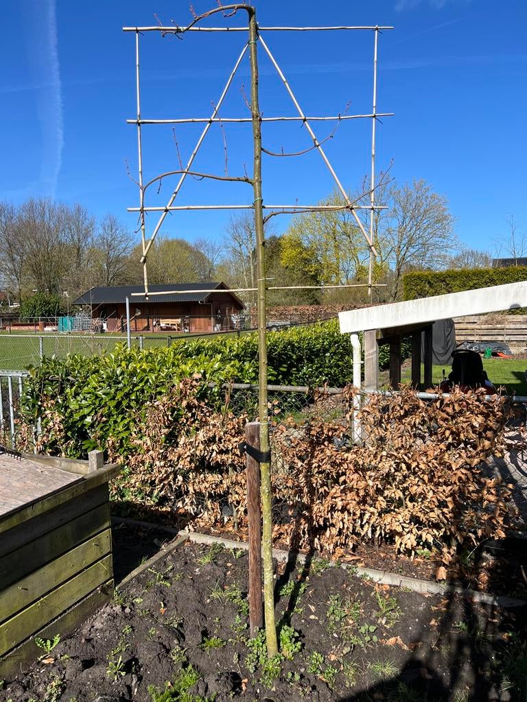 Leilinde op rek, Tuin en Terras, Ophalen, Leiboom, 250 tot 400 cm