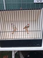 Diamantvinken koppel 2025 zilver man en bruine pop, Dieren en Toebehoren, Meerdere dieren