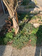 Diverse planten, Vaste plant, Halfschaduw, Zomer, Ophalen