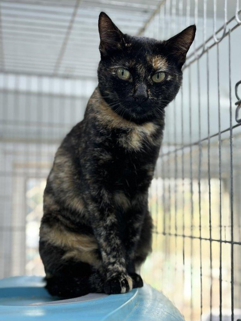 ACE: Galoma is een mooi schildpadkatje!, Poes, Kortharig, 0 tot 2 jaar