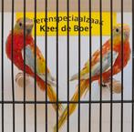 Koppel turquoisine parkieten opaline dilute, Dieren en Toebehoren, Meerdere dieren, Parkiet