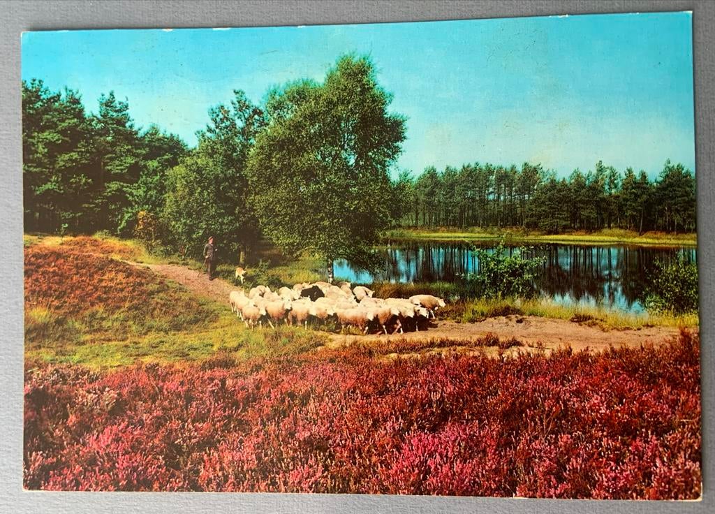 schapen op de heide bij Nunspeet, Ophalen of Verzenden, 1940 tot 1960, Gelopen, Gelderland
