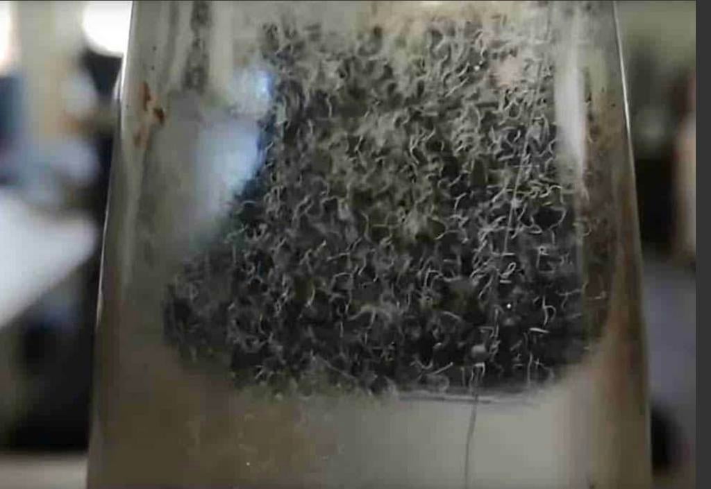 Azijnaaltjes (entportie), Dieren en Toebehoren, Vissen | Aquaria en Toebehoren, Ophalen of Verzenden, Nieuw, Overige typen, Overige merken