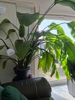 Grote Strelitzia Nicolai - Paradijsvogelplant, Ophalen, 200 cm of meer, Overige soorten, In pot