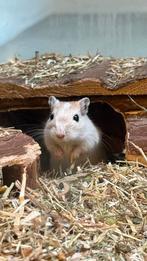 Gerbils, Dieren en Toebehoren, Maart, Meerdere dieren, Overige typen, Tam