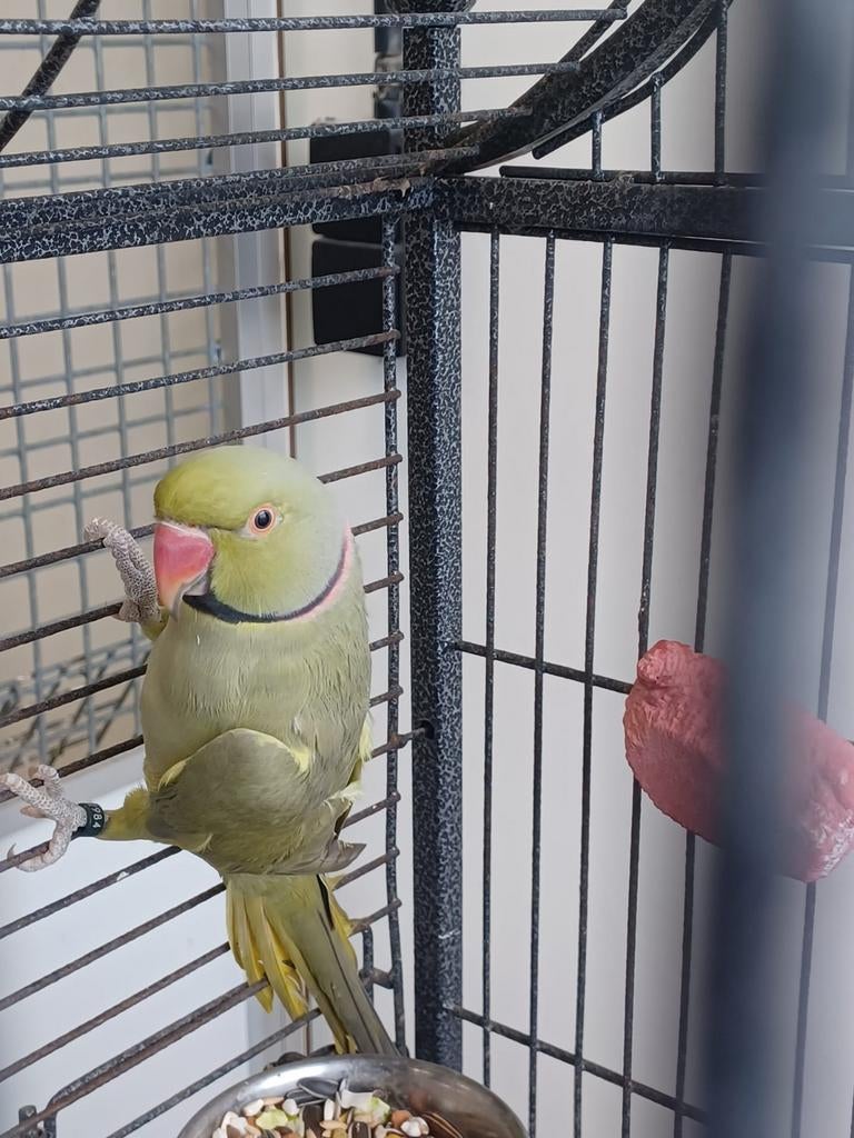 Koppel halsbanden, Meerdere dieren, Parkiet