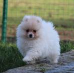 Pomeriaan pup, Dieren en Toebehoren, Parvo, België, Keeshond, Reu