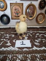 Opgezet eendje kuiken kuikentje eendjes kuikentjes nr 1, Ophalen of Verzenden, Nieuw, Opgezet dier