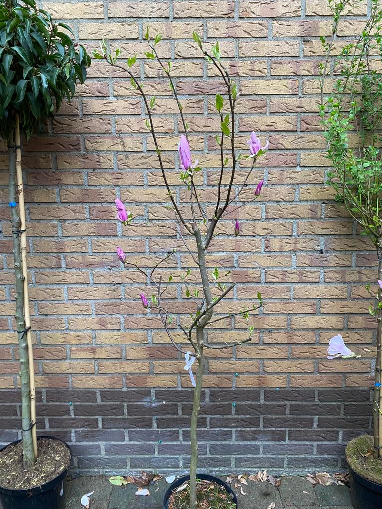 Magnolia susan op stam van 50 cm, Ophalen, Overige soorten, Volle zon