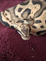 Koningspython - Python Regius - Pastel Fire Leopard het Clow, Slang, 0 tot 2 jaar